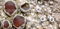 Lecanora campestris